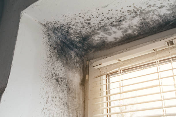 Affordable Mold Remediation solutions in McQueeney, TX