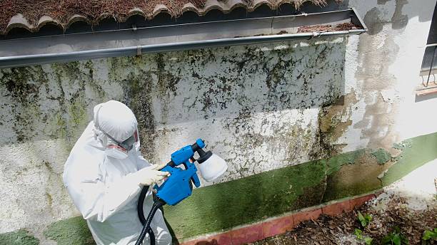 Trusted Mold Remediation service in McQueeney, TX - Cheap Mold Removal